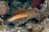Cephalopholis fulva (Coney)