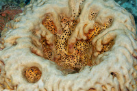 Geodia neptuni (Leathery Barrel Sponge)