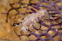 Tritoniopsis frydis (Tufted Tritoniopsis)