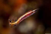Lucayablennius zingaro (Arrow Blenny)