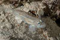 Coryphopterus venezuelae (Sand-Canyon Goby)