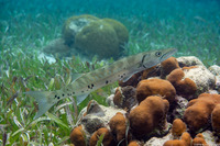 Sphyraena barracuda (Great Barracuda)