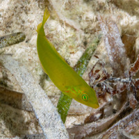 Halichoeres poeyi (Blackear Wrasse)
