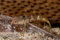 Malacoctenus triangulatus (Saddled Blenny)