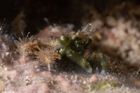 Mithraculus sculptus (Green Clinging Crab)