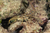 Panulirus argus (Caribbean Spiny Lobster)
