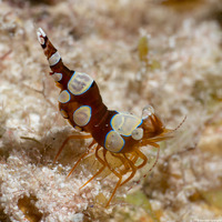 Thor amboinensis (Squat Shrimp)