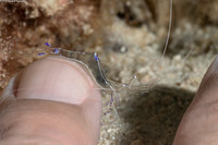 Ancylomenes pedersoni (Pederson Cleaner Shrimp)