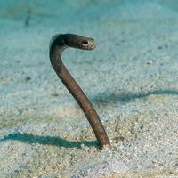 Heteroconger longissimus (Brown Garden Eel)