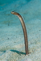 Heteroconger longissimus (Brown Garden Eel)