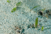 Spionidae sp.1 (Palp Worm)