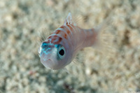 Serranus tortugarum (Chalk Bass)