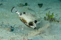 Lactophrys triqueter (Smooth Trunkfish)