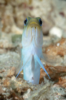 Opistognathus aurifrons (Yellowhead Jawfish)