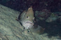 Mycteroperca bonaci (Black Grouper)