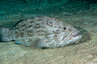 Mycteroperca bonaci (Black Grouper)