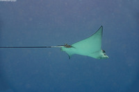 Aetobatus narinari (Spotted Eagle Ray)