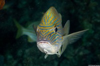 Haemulon sciurus (Bluestriped Grunt)