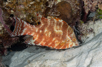 Lachnolaimus maximus (Hogfish)