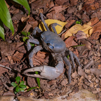 Cardisoma guanhumi (Blue Land Crab)