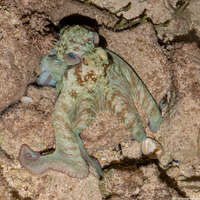 Octopus briareus (Caribbean Reef Octopus)