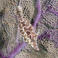 Monacanthus tuckeri (Slender Filefish)