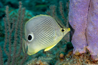 Chaetodon capistratus (Foureye Butterflyfish)