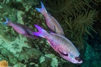Clepticus parrae (Creole Wrasse)