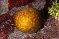 Cinachyrella sp,.1 (Orange Ball Sponge)