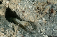 Alpheus cf. floridanus (Sand Snapping Shrimp)