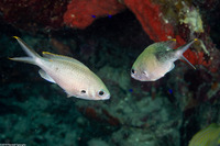 Chromis multilineata (Brown Chromis)