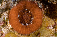 Scolymia cubensis (Artichoke Coral)