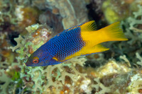 Bodianus rufus (Spanish Hogfish)