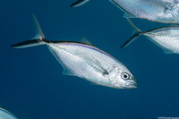 Caranx ruber (Bar Jack)