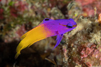 Gramma loreto (Fairy Basslet)