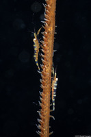 Pseudopontonides principis (Wire Coral Shrimp)