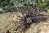 Diadema antillarum (Long-Spined Urchin)