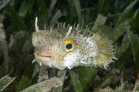 Chilomycterus antennatus (Bridled Burrfish)