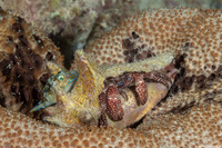 Paguristes puncticeps (Whitespeckled Hermit Crab)