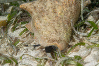 Aliger gigas (Queen Conch)