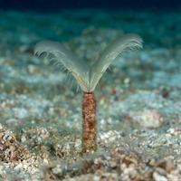 Anamobaea orstedii (Splitcrown Feather Duster)