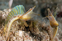 Chaenopsis ocellata (Bluethroat Pikeblenny)