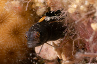 Emblemaria vitta (Ribbon Blenny)