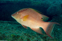 Lachnolaimus maximus (Hogfish)