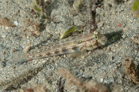Gnatholepis thompsoni (Goldspot Goby)