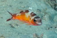 Serranus tabacarius (Tobaccofish)