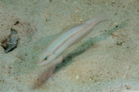 Halichoeres bivittatus (Slippery Dick)