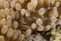 Periclimenes rathbunae (Sun Anemone Shrimp)