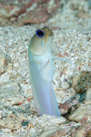 Opistognathus aurifrons (Yellowhead Jawfish)