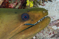 Elacatinus lobeli (Caribbean Neon Goby)
